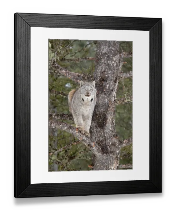 Framed Print : Canadian Lynx (Lynx canadensis) adult, standing on branches in conifer tree, Montana, U. S. A. january (captive)