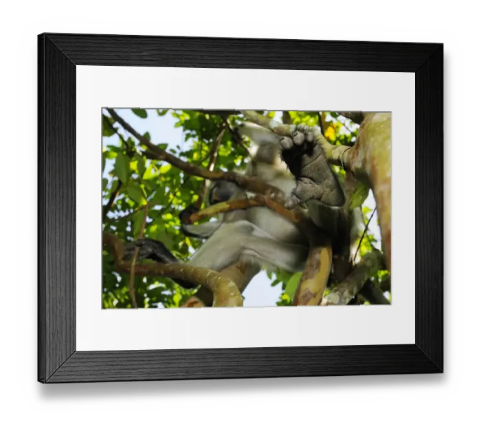 Framed Print : Zanzibar Red Colobus (Procolobus kirkii) adult, close-up of foot, sitting on branch in tree, Jozani Forest, Zanzibar, Tanzania Framed Print : Zanzibar Red Colobus (Procolobus kirkii) adult, close-up of foot, sitting on branch in tree, Jozani Forest, Zanzibar, Tanzania