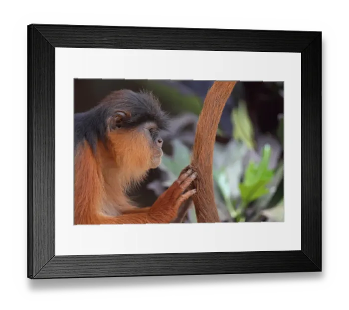 Framed Print : Western Red Colobus (Procolobus badius) adult, close-up of head, grooming tail, Gambia, january Framed Print : Western Red Colobus (Procolobus badius) adult, close-up of head, grooming tail, Gambia, january