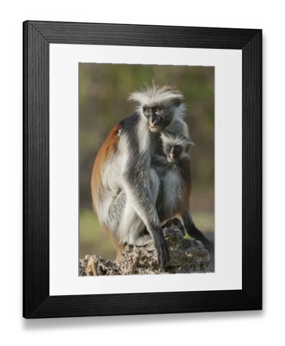 Framed Print : Zanzibar Red Colobus (Procolobus kirkii) adult female with young, Zanzibar, Tanzania