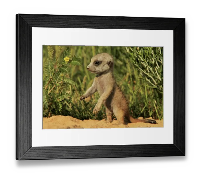 Framed Print : Meerkat (Suricata suricatta) young, standing on hind legs at burrow entrance, Kalahari Meerkat Project, Kuruman River Reserve, Kalahari Desert, Northern Cape, South Africa Framed Print : Meerkat (Suricata suricatta) young, standing on hind legs at burrow entrance, Kalahari Meerkat Project, Kuruman River Reserve, Kalahari Desert, Northern Cape, South Africa