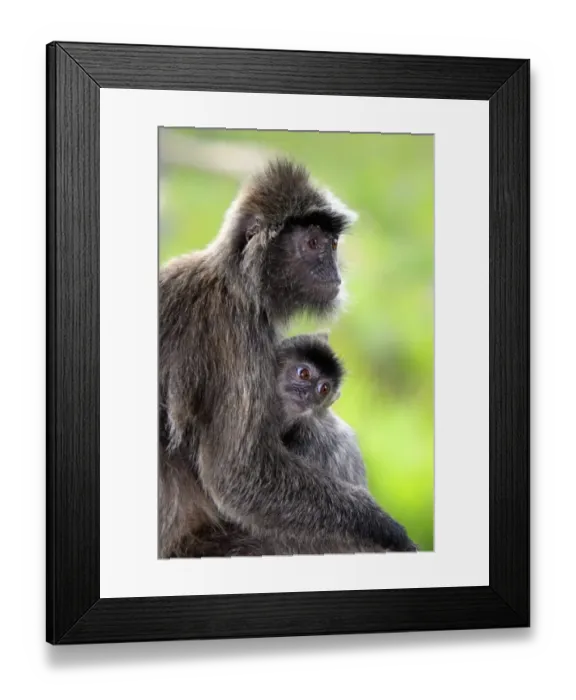 Framed Print : Silvered Leaf Monkey (Trachypithecus cristatus) adult female with young, Labuk Bay, Sabah, Borneo, Malaysia Framed Print : Silvered Leaf Monkey (Trachypithecus cristatus) adult female with young, Labuk Bay, Sabah, Borneo, Malaysia
