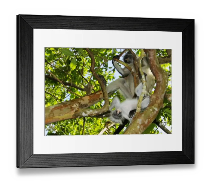 Framed Print : Zanzibar Red Colobus (Procolobus kirkii) adult female with young, sitting on branches in tree, Jozani Forest, Zanzibar, Tanzania Framed Print : Zanzibar Red Colobus (Procolobus kirkii) adult female with young, sitting on branches in tree, Jozani Forest, Zanzibar, Tanzania