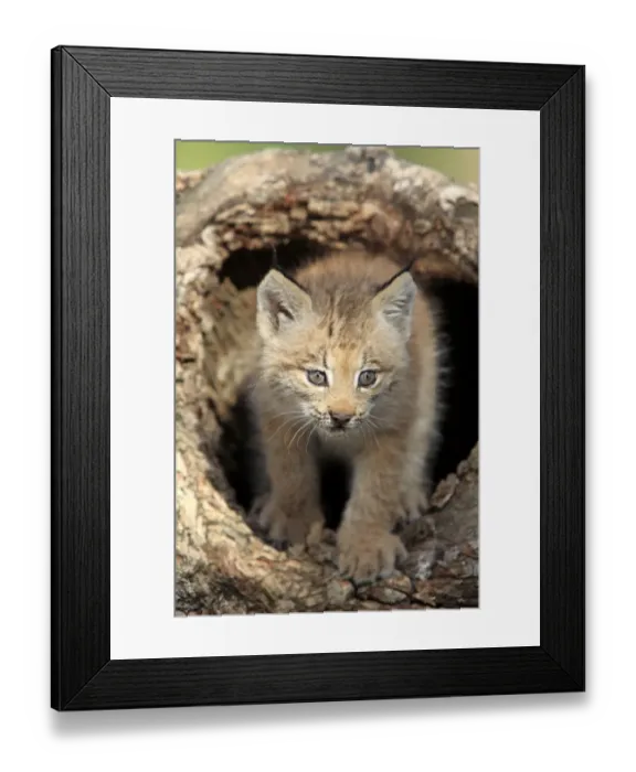 Framed Print : Canadian Lynx (Lynx canadensis) eight-weeks old cub, in hollow tree trunk, Montana, U. S. A. june (captive) Framed Print : Canadian Lynx (Lynx canadensis) eight-weeks old cub, in hollow tree trunk, Montana, U. S. A. june (captive)