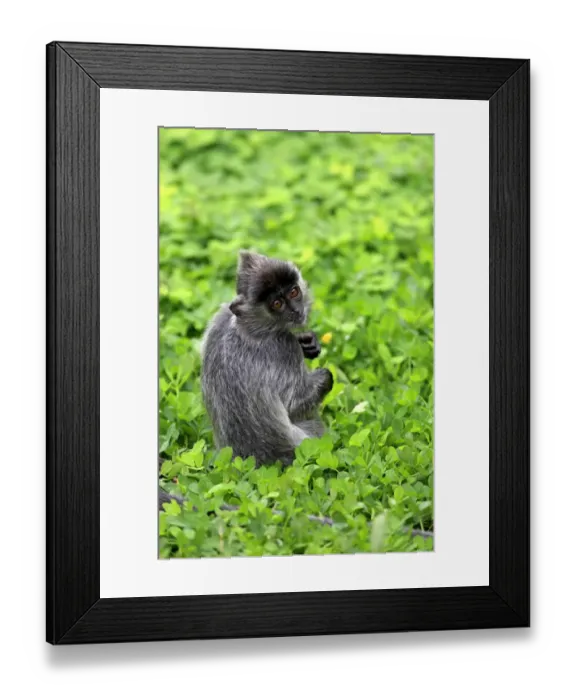 Framed Print : Silvered Leaf Monkey (Trachypithecus cristatus) young, sitting on ground, Labuk Bay, Sabah, Borneo, Malaysia