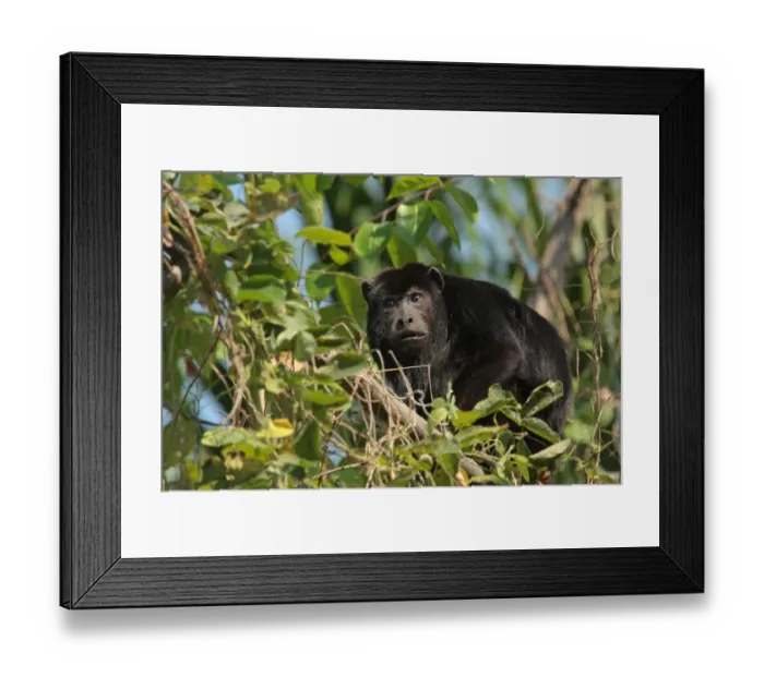 Framed Print : Black Howler Monkey (Alouatta caraya) adult male, feeding in tree, Jaguar Ecological Reserve, Mato Grosso, Brazil, september Framed Print : Black Howler Monkey (Alouatta caraya) adult male, feeding in tree, Jaguar Ecological Reserve, Mato Grosso, Brazil, september
