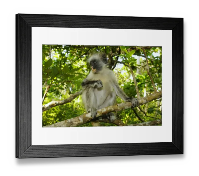 Framed Print : Zanzibar Red Colobus (Procolobus kirkii) immature, sitting on branch in tree, Jozani Forest, Zanzibar, Tanzania Framed Print : Zanzibar Red Colobus (Procolobus kirkii) immature, sitting on branch in tree, Jozani Forest, Zanzibar, Tanzania