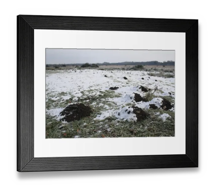 Framed Print : European Mole (Talpa europaea) molehills in frost and snow, at edge of river valley fen, Redgrave and Lopham Fen N. N. R. Waveney Valley, Suffolk, England, november Framed Print : European Mole (Talpa europaea) molehills in frost and snow, at edge of river valley fen, Redgrave and Lopham Fen N. N. R. Waveney Valley, Suffolk, England, november
