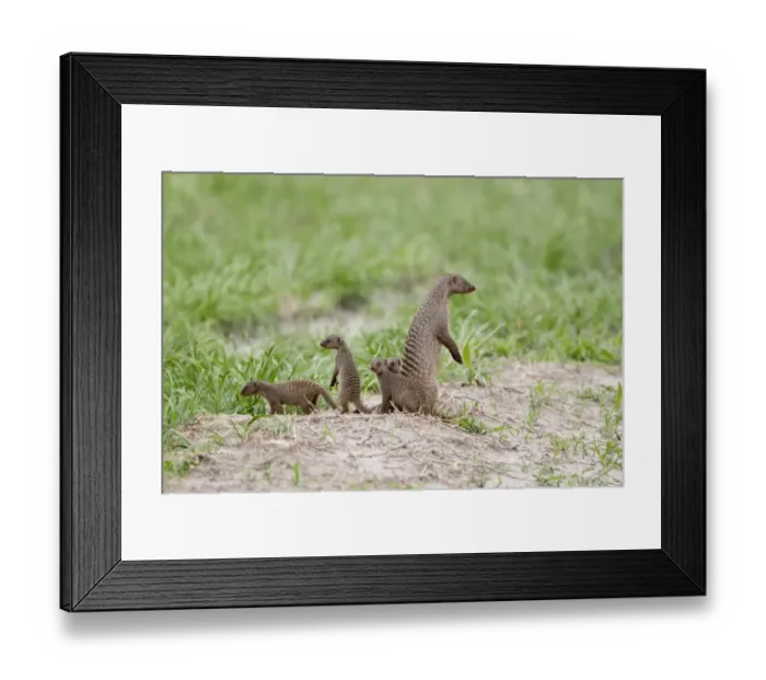 Framed Print : Banded Mongoose (Mungos mungo) adult with young, standing alert on lookout, Savute, Chobe N. P. Botswana Framed Print : Banded Mongoose (Mungos mungo) adult with young, standing alert on lookout, Savute, Chobe N. P. Botswana