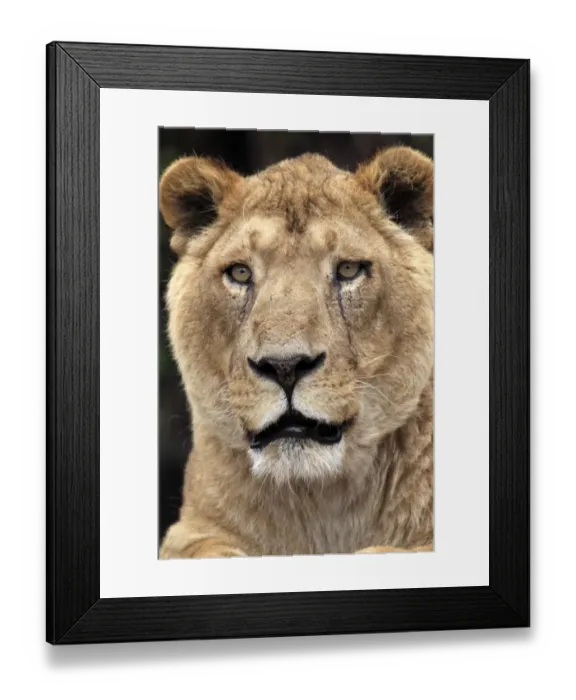 Framed Print : Indian Lion (Panthera leo persica) adult female, close-up of head, captive Framed Print : Indian Lion (Panthera leo persica) adult female, close-up of head, captive