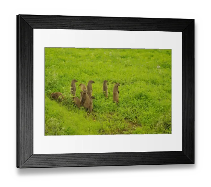 Framed Print : Banded Mongoose (Mungos mungo) family group, on lookout, standing on hind legs, Ruaha N. P. Tanzania Framed Print : Banded Mongoose (Mungos mungo) family group, on lookout, standing on hind legs, Ruaha N. P. Tanzania