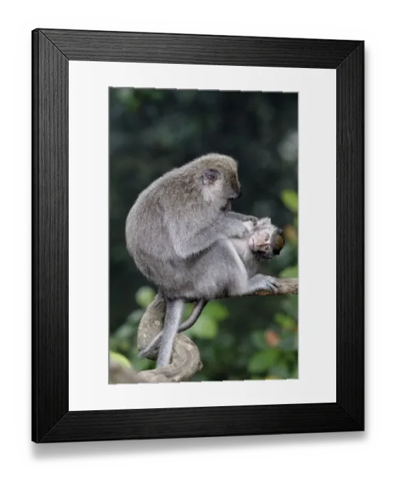 Framed Print : Crab-eating Macaque (Macaca fascicularis) adult female grooming young, sitting on branch, Indonesia, march Framed Print : Crab-eating Macaque (Macaca fascicularis) adult female grooming young, sitting on branch, Indonesia, march