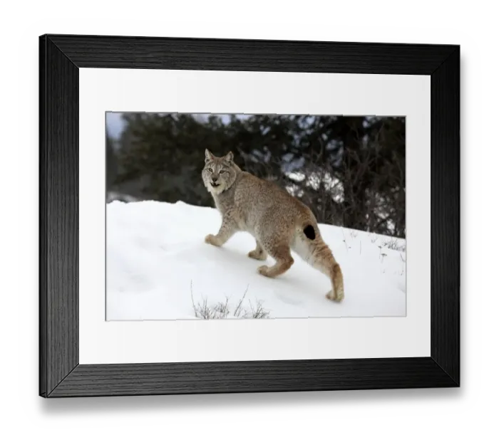 Framed Print : Eurasian Lynx (Lynx lynx) adult, standing on snow, winter (captive) Framed Print : Eurasian Lynx (Lynx lynx) adult, standing on snow, winter (captive)