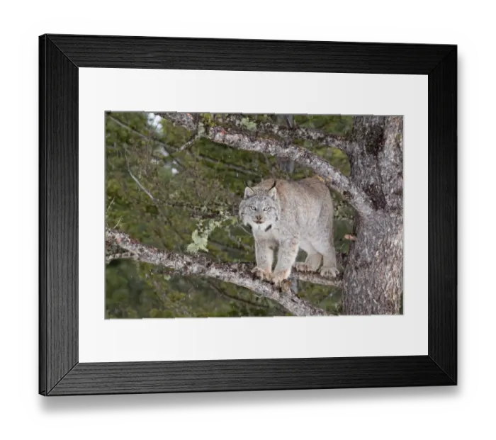 Framed Print : Canadian Lynx (Lynx canadensis) adult, standing on branches in conifer tree, Montana, U. S. A. january (captive) Framed Print : Canadian Lynx (Lynx canadensis) adult, standing on branches in conifer tree, Montana, U. S. A. january (captive)