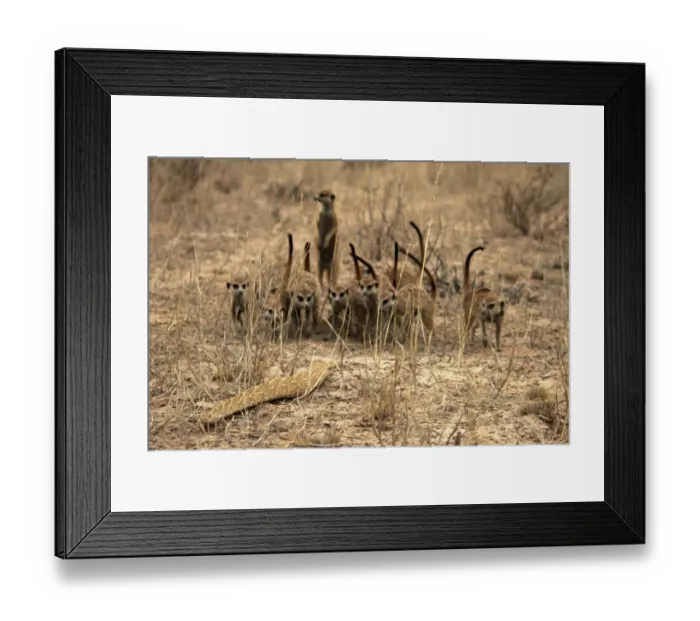 Framed Print : Meerkat (Suricata suricatta) adults, group mobbing Puff Adder (Bitis arietans), Kalahari Meerkat Project, Kuruman River Reserve, Kalahari Desert, Northern Cape, South Africa Framed Print : Meerkat (Suricata suricatta) adults, group mobbing Puff Adder (Bitis arietans), Kalahari Meerkat Project, Kuruman River Reserve, Kalahari Desert, Northern Cape, South Africa