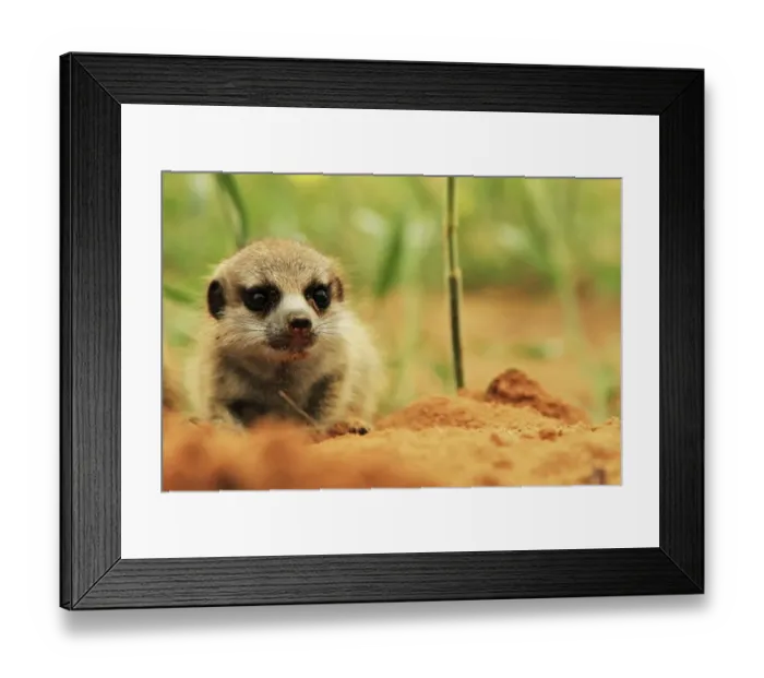 Framed Print : Meerkat (Suricata suricatta) young, at burrow entrance, Kalahari Meerkat Project, Kuruman River Reserve, Kalahari Desert, Northern Cape, South Africa Framed Print : Meerkat (Suricata suricatta) young, at burrow entrance, Kalahari Meerkat Project, Kuruman River Reserve, Kalahari Desert, Northern Cape, South Africa