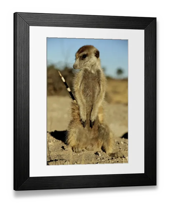 Framed Print : Meerkat (Suricata suricatta) adult, with porcupine quill stuck in side, Kalahari Meerkat Project, Kuruman River Reserve, Kalahari Desert, Northern Cape, South Africa Framed Print : Meerkat (Suricata suricatta) adult, with porcupine quill stuck in side, Kalahari Meerkat Project, Kuruman River Reserve, Kalahari Desert, Northern Cape, South Africa