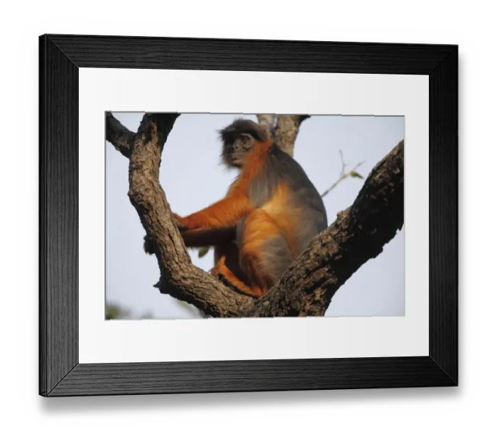Framed Print : Western Red Colobus (Procolobus badius) adult, sitting on branches in tree, Gambia, january Framed Print : Western Red Colobus (Procolobus badius) adult, sitting on branches in tree, Gambia, january