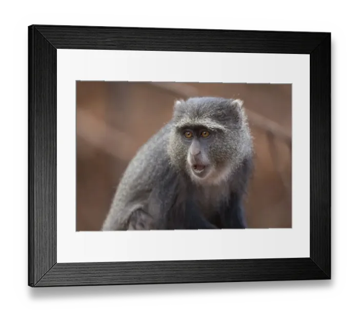 Framed Print : Blue Monkey (Cercopithecus mitis) adult, with mouth open, close-up of head, Lake Manyara N. P. Tanzania, november Framed Print : Blue Monkey (Cercopithecus mitis) adult, with mouth open, close-up of head, Lake Manyara N. P. Tanzania, november