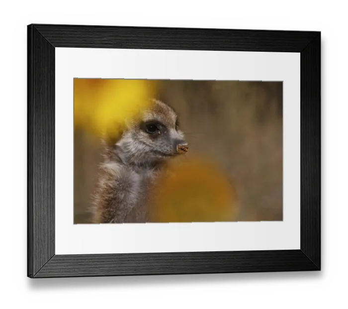 Framed Print : Meerkat (Suricata suricatta) juvenile, close-up of head, Kalahari Meerkat Project, Kuruman River Reserve, Kalahari Desert, Northern Cape, South Africa Framed Print : Meerkat (Suricata suricatta) juvenile, close-up of head, Kalahari Meerkat Project, Kuruman River Reserve, Kalahari Desert, Northern Cape, South Africa