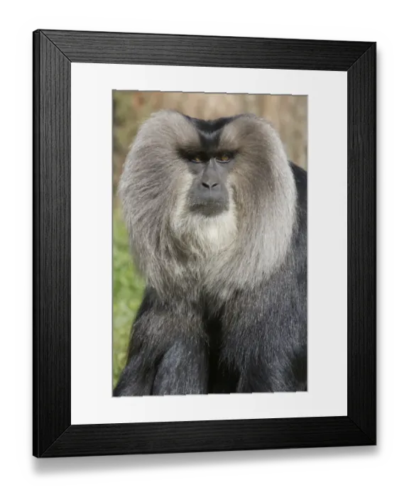 Framed Print : Lion-tailed Macaque (Macaca silenus) adult, close-up of head, Apenheul (captive)