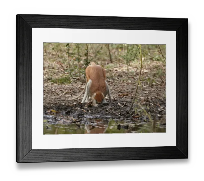 Framed Print : Patas Monkey (Eythrocebus patas) adult male, drinking from shallow puddle, near Toubacouta, Senegal, january
