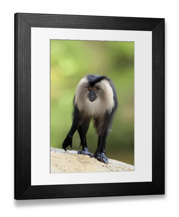 Framed Print : Lion-tailed Macaque (Macaca silenus) immature, with wet legs, standing on rock (captive) Framed Print : Lion-tailed Macaque (Macaca silenus) immature, with wet legs, standing on rock (captive)