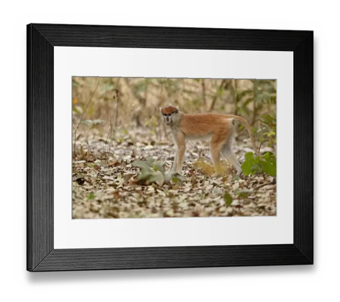Framed Print : Patas Monkey (Eythrocebus patas) immature female, standing on leaf litter, near Toubacouta, Senegal, january Framed Print : Patas Monkey (Eythrocebus patas) immature female, standing on leaf litter, near Toubacouta, Senegal, january