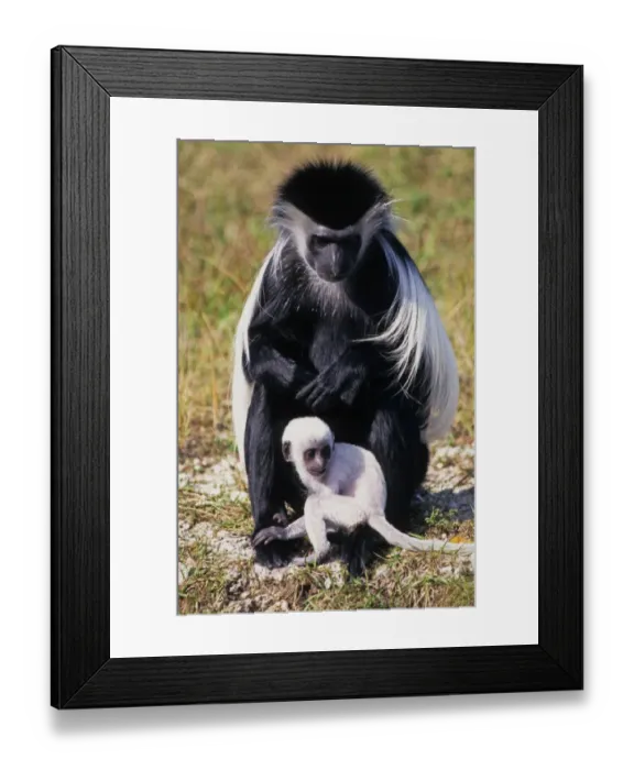 Framed Print : Angolan Colobus (Colobus angolensis) adult female with baby, sitting on ground (captive) Framed Print : Angolan Colobus (Colobus angolensis) adult female with baby, sitting on ground (captive)