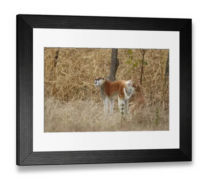 Framed Print : Patas Monkey (Eythrocebus patas) adult male, being groomed by adult female, near Toubacouta, Senegal, january Framed Print : Patas Monkey (Eythrocebus patas) adult male, being groomed by adult female, near Toubacouta, Senegal, january