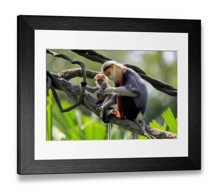 Framed Print : Red-shanked Douc Langur (Pygathrix nemaeus) adult female with young, sitting on branch (captive)