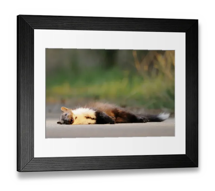 Framed Print : Beech Marten (Martes foina) dead adult, killed on road, Italy, august