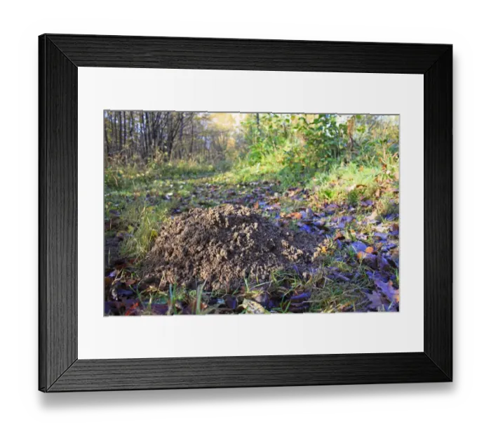 Framed Print : European Mole (Talpa europaea) molehill, on path in ancient coppiced woodland, Wolves Wood RSPB Reserve, Hadleigh, Suffolk, England, november Framed Print : European Mole (Talpa europaea) molehill, on path in ancient coppiced woodland, Wolves Wood RSPB Reserve, Hadleigh, Suffolk, England, november