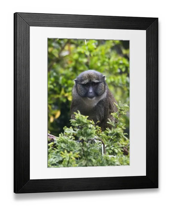Framed Print : Allen's Swamp Monkey (Allenopithecus nigroviridis) adult, sitting in tree (captive) Framed Print : Allen's Swamp Monkey (Allenopithecus nigroviridis) adult, sitting in tree (captive)