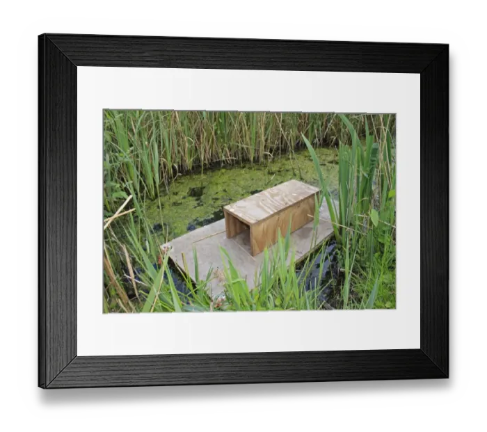 Framed Print : American Mink (Mustela vison) introduced pest species control, floating raft with trap on ditch at edge of reedbed, Hen Reedbeds, Suffolk Coast N. N. R. Suffolk, England, may