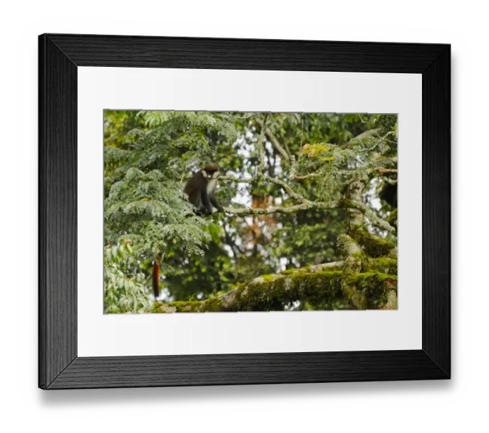 Framed Print : Red-tailed Monkey (Cercopithecus ascanius) adult, sitting on branch in montane rainforest, Nyungwe Forest N. P. Rwanda Framed Print : Red-tailed Monkey (Cercopithecus ascanius) adult, sitting on branch in montane rainforest, Nyungwe Forest N. P. Rwanda