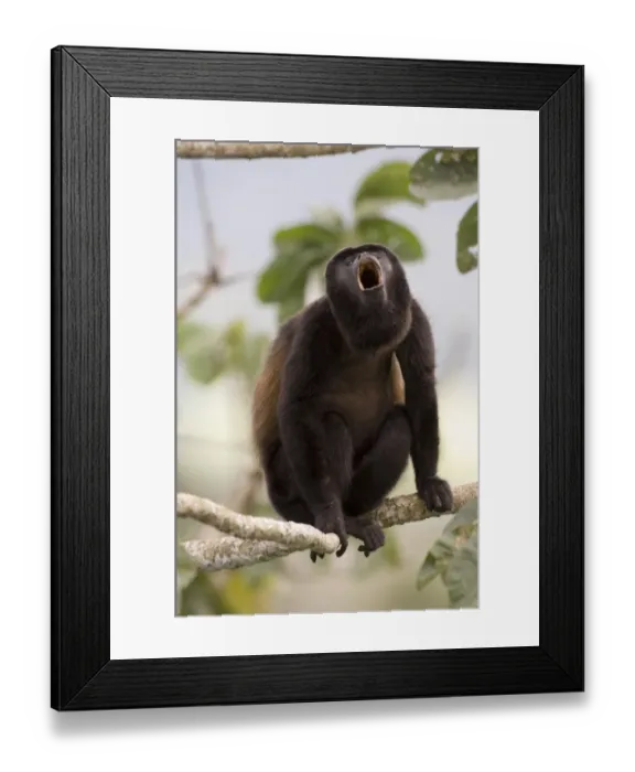 Framed Print : Mantled Howler Monkey (Alouatta palliata) adult male, howling, sitting on branch in rainforest, Soberiana N. P. Panama Framed Print : Mantled Howler Monkey (Alouatta palliata) adult male, howling, sitting on branch in rainforest, Soberiana N. P. Panama