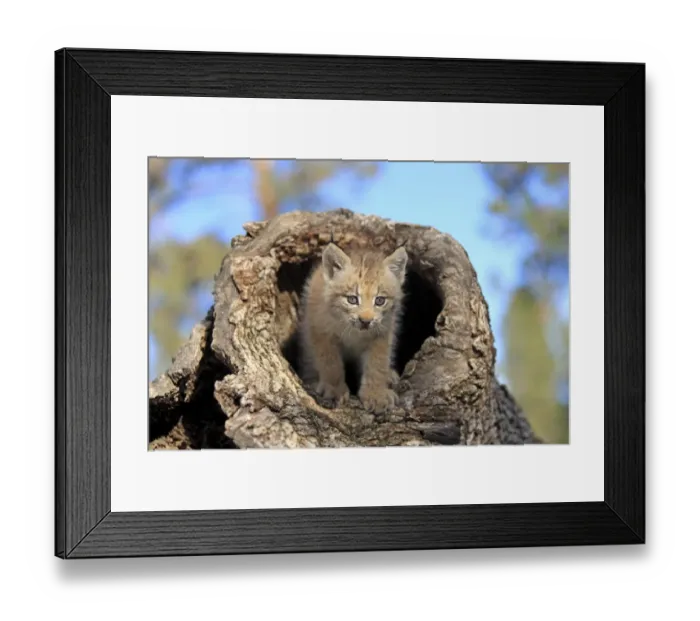 Framed Print : Canadian Lynx (Lynx canadensis) eight-weeks old cub, in hollow tree trunk, Montana, U. S. A. june (captive)