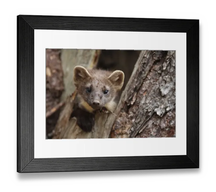 Framed Print : Pine Marten (Martes martes) adult, looking out from hole in tree, Finland, july Framed Print : Pine Marten (Martes martes) adult, looking out from hole in tree, Finland, july