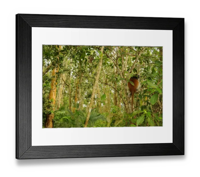 Framed Print : Zanzibar Red Colobus (Procolobus kirkii) adult, sitting on tree branch in forest habitat, Jozani Forest, Zanzibar, Tanzania Framed Print : Zanzibar Red Colobus (Procolobus kirkii) adult, sitting on tree branch in forest habitat, Jozani Forest, Zanzibar, Tanzania