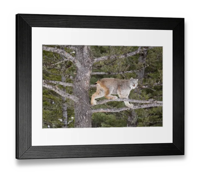 Framed Print : Canadian Lynx (Lynx canadensis) adult, standing on branches in conifer tree, Montana, U. S. A. january (captive) Framed Print : Canadian Lynx (Lynx canadensis) adult, standing on branches in conifer tree, Montana, U. S. A. january (captive)