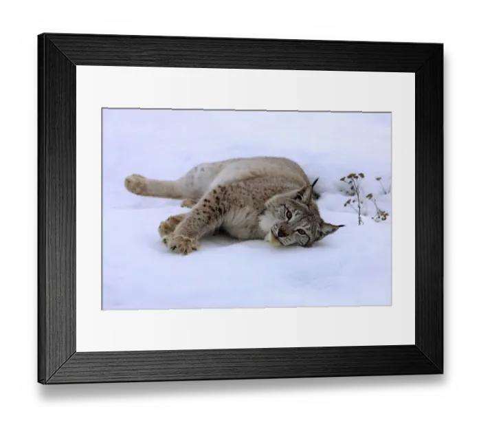 Framed Print : Eurasian Lynx (Lynx lynx) adult, resting on snow, winter (captive) Framed Print : Eurasian Lynx (Lynx lynx) adult, resting on snow, winter (captive)