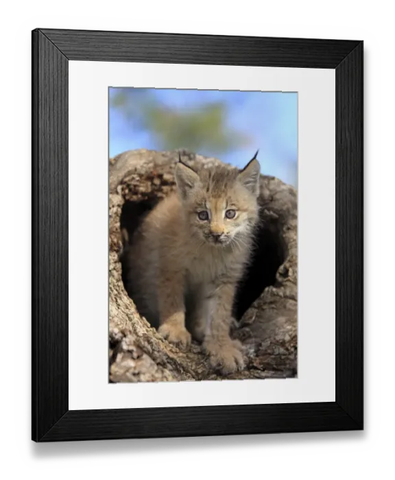 Framed Print : Canadian Lynx (Lynx canadensis) eight-weeks old cub, in hollow tree trunk, Montana, U. S. A. june (captive)