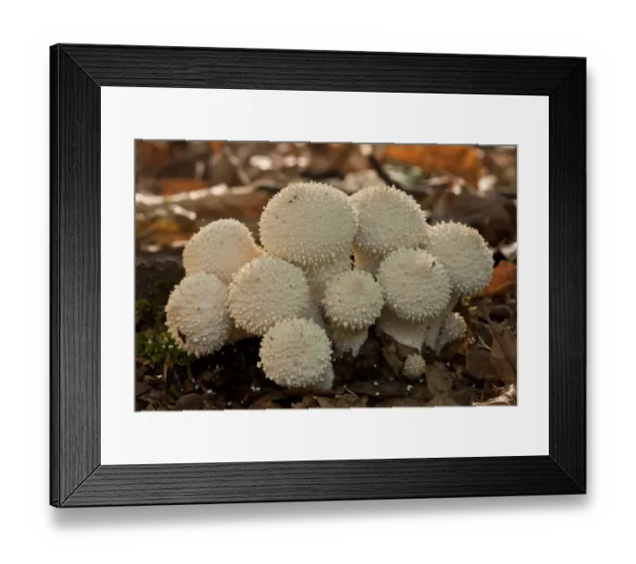 Framed Print : Common Puffball (Lycoperdon perlatum) fruiting bodies, growing in deep shade, New Forest, Hampshire, England, september