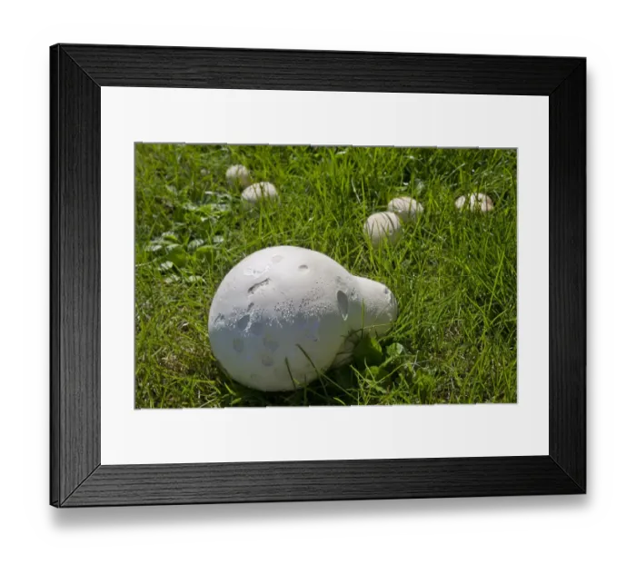 Framed Print : Giant Puffball (Langermannia gigantea) fruiting bodies, growing in meadow, Sussex, England, august Framed Print : Giant Puffball (Langermannia gigantea) fruiting bodies, growing in meadow, Sussex, England, august