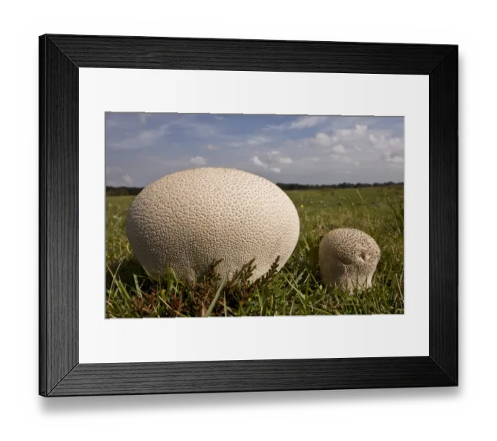 Framed Print : Mosaic Puffball (Calvatia utriformis) fruiting bodies, growing on heathy grassland, New Forest, Hampshire, England, september Framed Print : Mosaic Puffball (Calvatia utriformis) fruiting bodies, growing on heathy grassland, New Forest, Hampshire, England, september