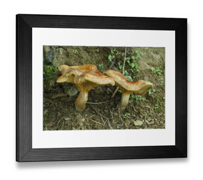 Framed Print : Brown Roll-rim (Paxillus involutus) two fruiting bodies, Powys, Wales, august