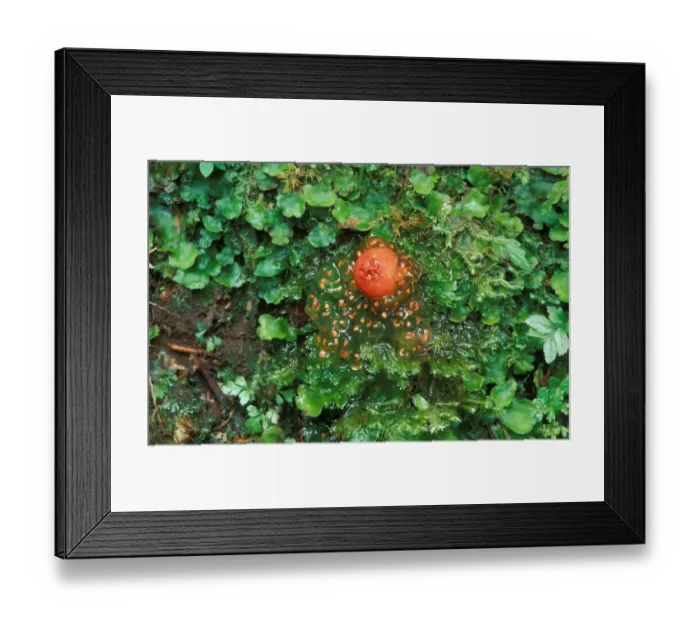 Framed Print : Orange Puffball (Calostoma cinnabarina) Costa Rica
