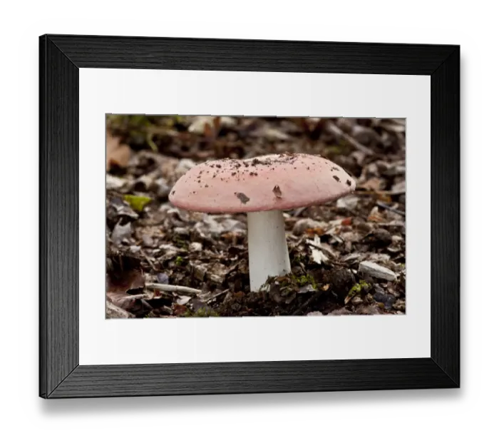 Framed Print : Scarlet Brittle-gill (Russula pseudointegra) fruiting body, growing in oak woodland, Wiltshire, England, september