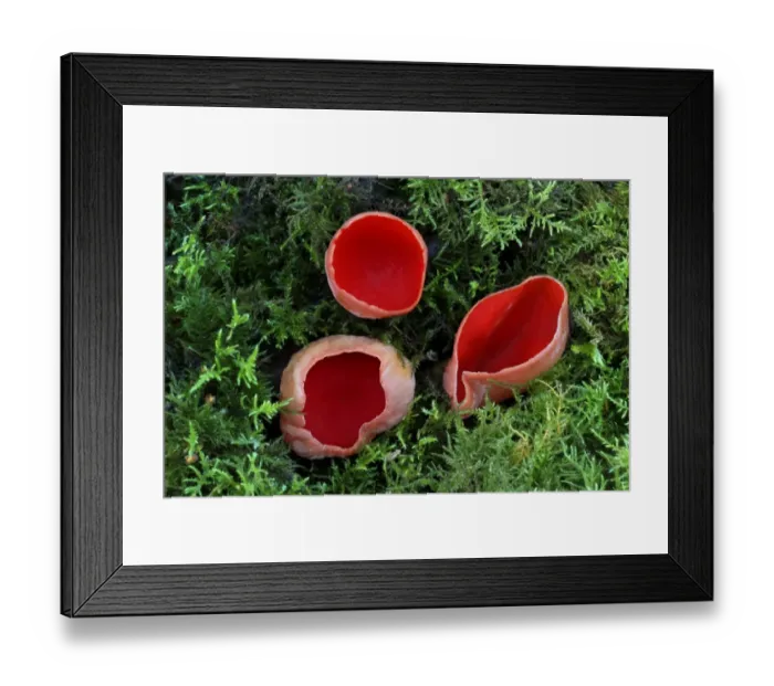 Framed Print : Scarlet Elf Cup (Sarcoscypha coccinea) fruiting bodies, growing amongst moss on woodland floor, Leicestershire, England, february Framed Print : Scarlet Elf Cup (Sarcoscypha coccinea) fruiting bodies, growing amongst moss on woodland floor, Leicestershire, England, february